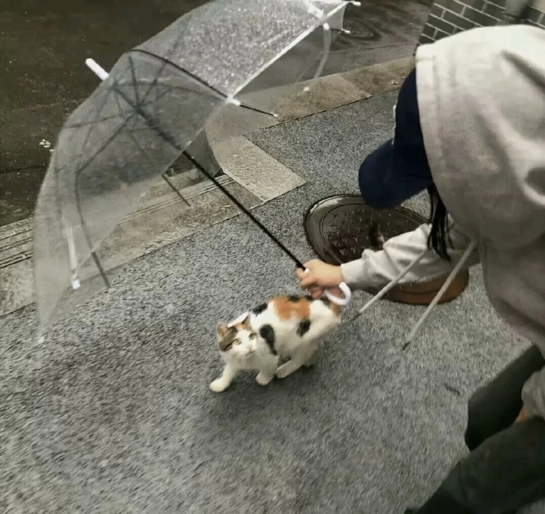 红豆吐司的头像-【TITAIKE】T太科网